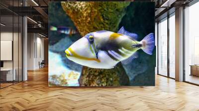 Beautiful tropical fish. Wall mural