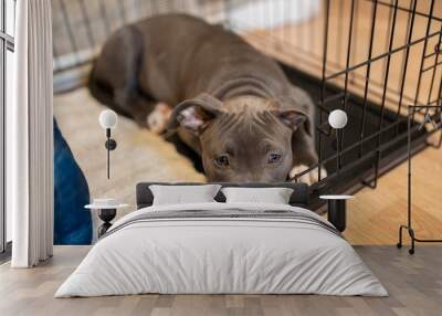 puppy is crate trained and waiting Wall mural