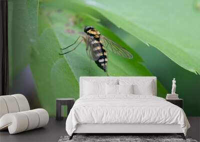 striped horsefly is perched on a green leaf for a macro shot Wall mural