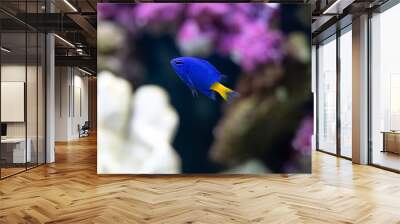 yellow tail damsel fish close up in an aquarium Wall mural