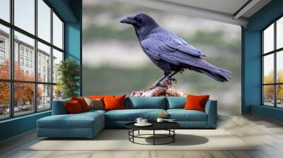 Common raven (Corvus corax), perched on a log. Wild animal life. Wall mural