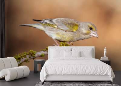 European female goldfinch (chloris chloris), sitting on a branch on a homogeneous blurred background. Wall mural