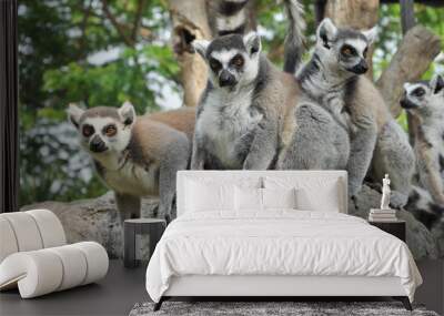 Ring-tailed lemur Wall mural