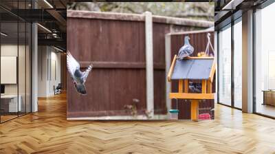 Pigeon on a bird feeder, Image shows the wild bird on a wooden garden bird feeder with three pigeons  Wall mural