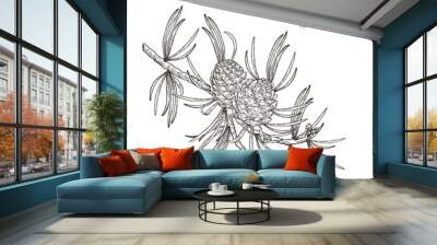 Cedar branch. Black and white cedar tree with cones. Vector illustration engraved. Wall mural