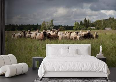 sheep in a meadow summer time Wall mural