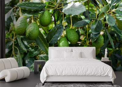 green Hass Avocados fruit hanging in the tree Wall mural