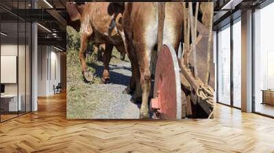 Bullock cart or ox cart, one of the most primitive means of tran Wall mural