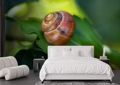 snail on a leaf Wall mural