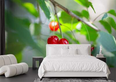 Cherries on the tree Wall mural