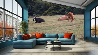 Cow in Ireland Wall mural