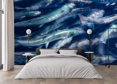 a school of herring Wall mural