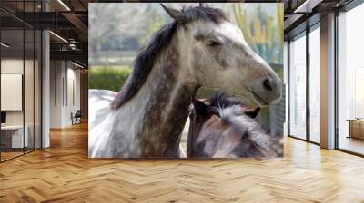 Close-up view of two horses interacting Wall mural