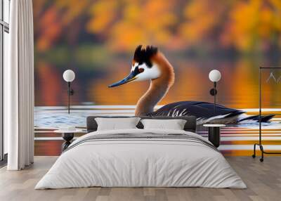 red crested grebe in the water Wall mural