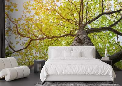 Up looking on big tree with green leaf and soft sunlight Wall mural