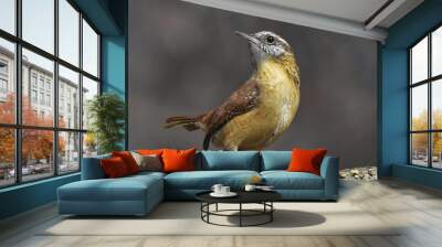 Closeup, Carolina Wren. Wall mural