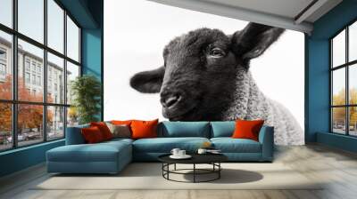 black sheep Wall mural