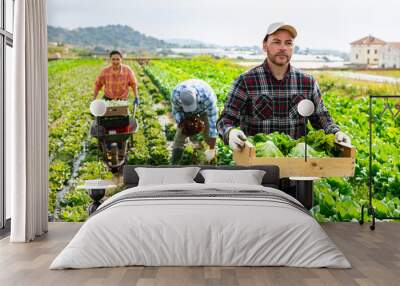 adult male seasonal agricultural worker picking organic leafy vegetables in farm field, carrying woo Wall mural