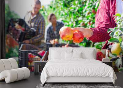 Close-up of ripe fresh organic apples lying in woman's hand in the garden during summer harvest Wall mural