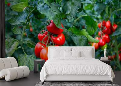 Closeup of cluster of ripe red plum tomatoes in green foliage on bush. Growing of vegetables in greenhouse Wall mural