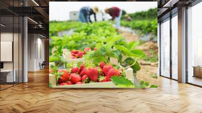 Crate full of freshly picked red strawberries standing at farm field, farmers picking berries on background Wall mural