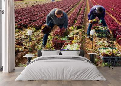 Focused workmen cutting fresh ripe red leaf lettuce on farm field. Harvest time.. Wall mural