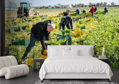 Group of men gardeners picking harvest of fresh celery to crates Wall mural