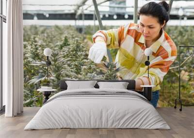 Hardworking asian woman farmer working in a greenhouse cropping cannabis with pruner Wall mural