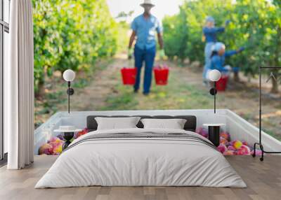 Image of ripe recently harvested plums in a crate in the fruit nursery. Close-up image Wall mural