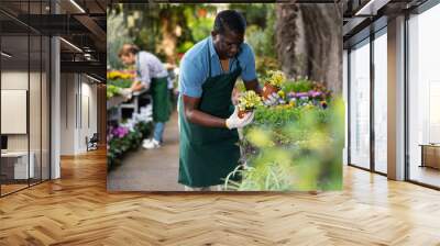 Interested adult african american worker of gardening store arranging variegated plectranthus plants in pots displayed for sale on counter Wall mural