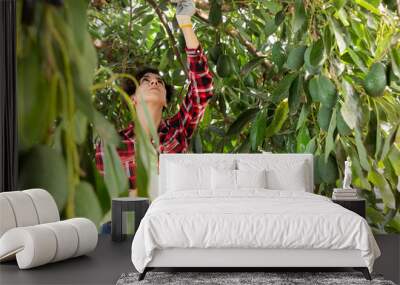 Positive busy young Latin woman farmer gathering, harvesting fresh avocados in orchard during daytime Wall mural