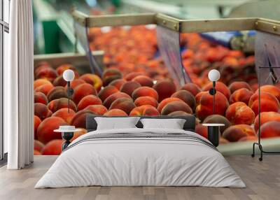 Red ripe peaches sorting on large conveyor belt Wall mural