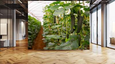 Ripe cucumbers grow on branches in farm greenhouse Wall mural