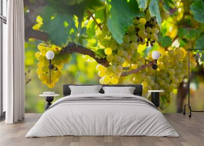 Ripe white grapes hanging on vine in vineyard at sunny day, harvest season Wall mural