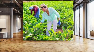 Skilled Asian female farmer harvesting crop of ripe eggplants at large farm plantation on sunny summer day. Wall mural