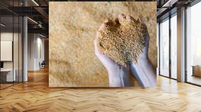 Soybean husk in farmer palms - animal feed close up Wall mural