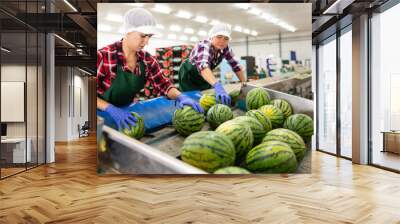 Team of workers sort watermelons together and send them to a vegetable factory conveyor belt. Wall mural