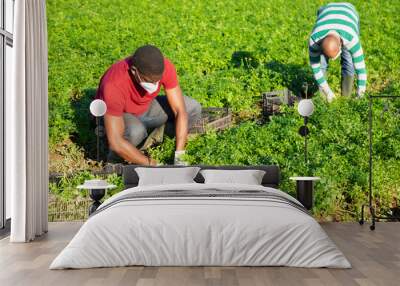 Two farm workers in disposable medical masks working on field, harvesting fresh parsley. New life reality and social distancing in coronavirus pandemic Wall mural