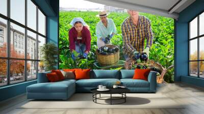 Two women and one man picking ripe eggplants in vegetable field. Wall mural