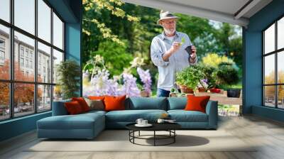 A senior gardener man in his garden, he prepares his potted plants for the terrace.He wears a hat and a white beard Wall mural