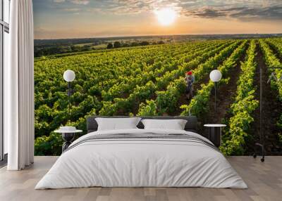 Top view. A winegrower and young son in their vines at sunset Wall mural