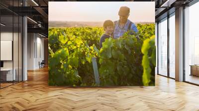 Two generations of winegrowers in their vines at sunset. Wall mural