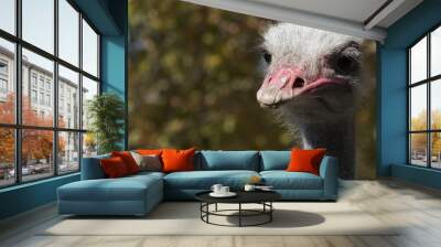 Blue neck ostrich Wall mural