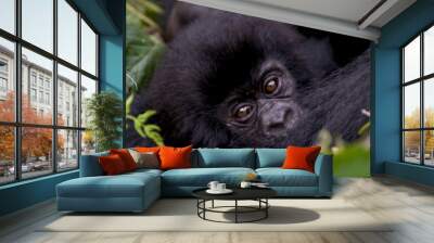 Closeup of a beautiful, black, Rwandan baby mountain gorilla. Wall mural