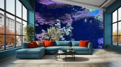 Coral reef 2 Wall mural