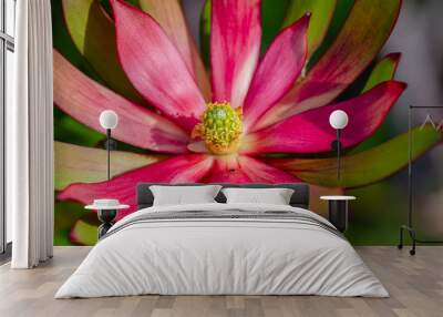 Magenta and green open protea flower with yellow/green centre Wall mural