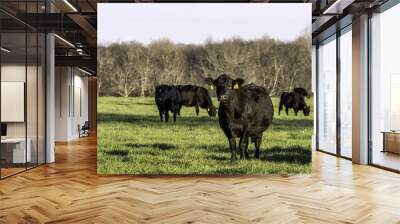 Angus cows on green spring rye grass pasture Wall mural