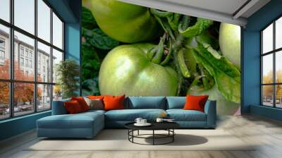 Green tomatoes (Solanum Iycopersicum) Wall mural