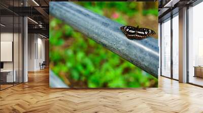 Black butterflies fly it is  nature on the Doi Suthep at thailand. Wall mural