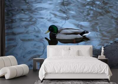 duck on the lake Wall mural